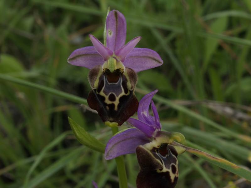 lusus naturae di ophrys holosericea subsp apulica